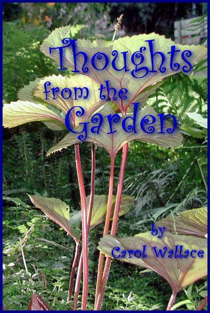 Suite101 e-Book Thoughts from the Garden